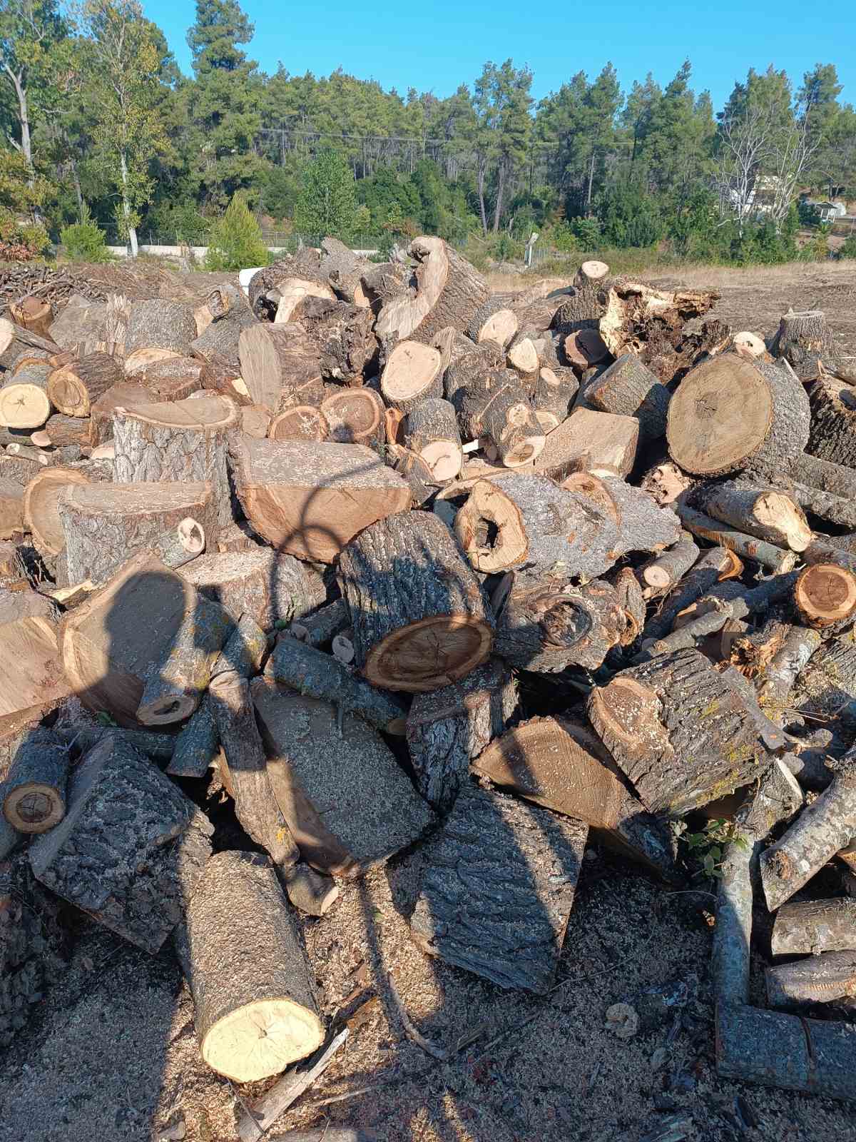 Κορμοί και ξύλα σε υπαίθριο χώρο