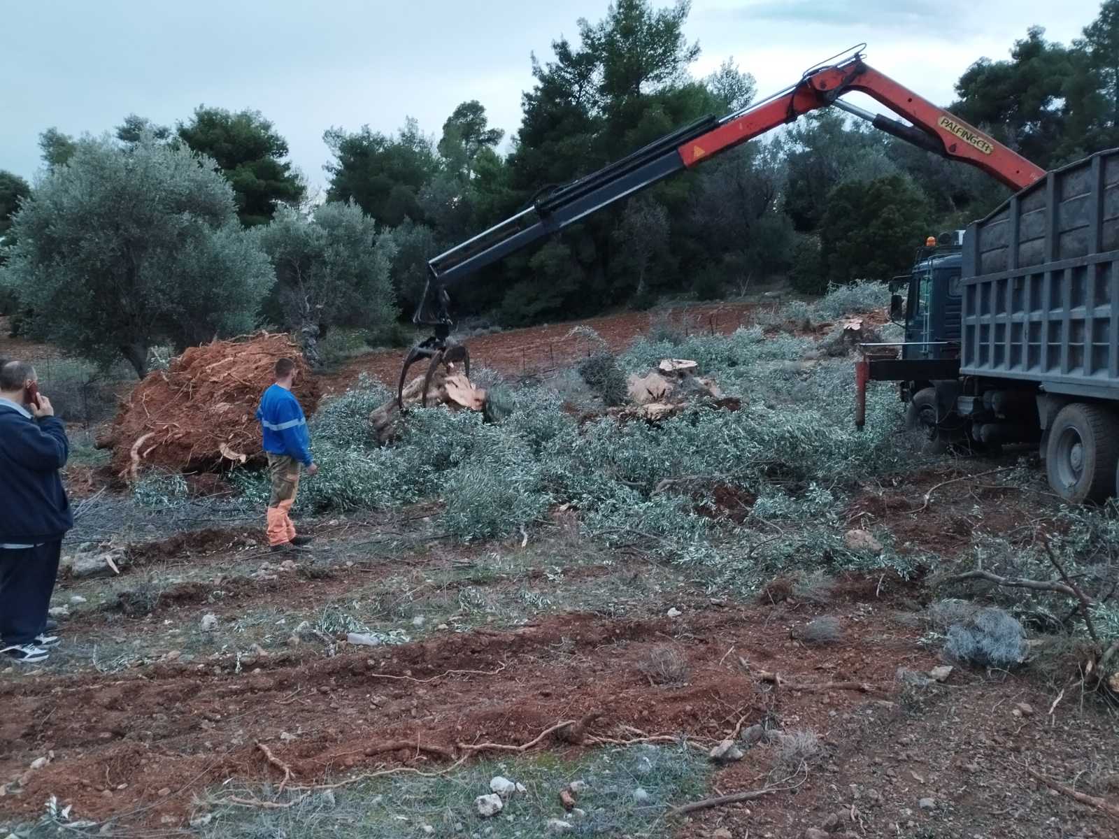 Φόρτωση ξύλων με γερανό σε υπαίθριο χώρο